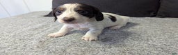 Miniature Dachshund dogs for sale: Sky - Ad 4