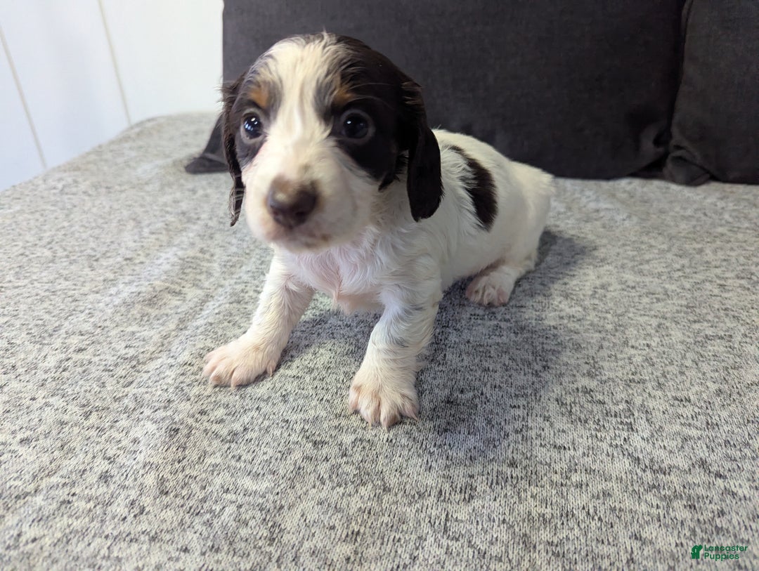 Miniature Dachshund dogs for sale: Sky - Ad 4