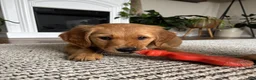 Golden Retriever dogs for sale: Golden Retriever Puppy 1 - Ad 6