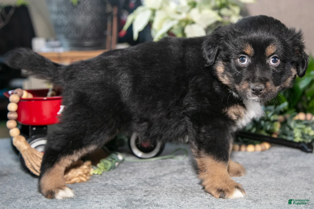 Miniature Australian Shepherd dogs for sale: Diamond - Ad 3