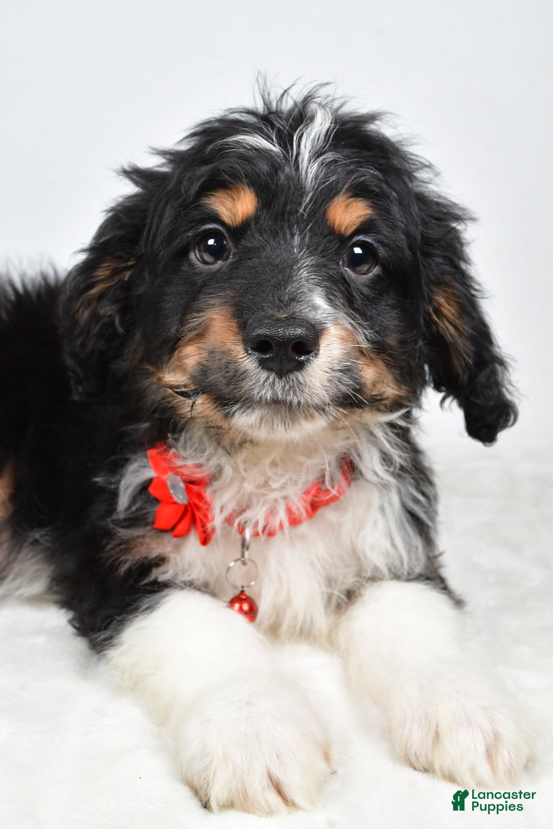 Mini Aussiedoodle dogs for sale: Logan - Ad 2