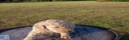 Goldendoodle dogs for sale: Yellow  - Ad 11