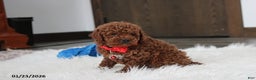 Toy Poodle dogs for sale: Abaro - Ad 3