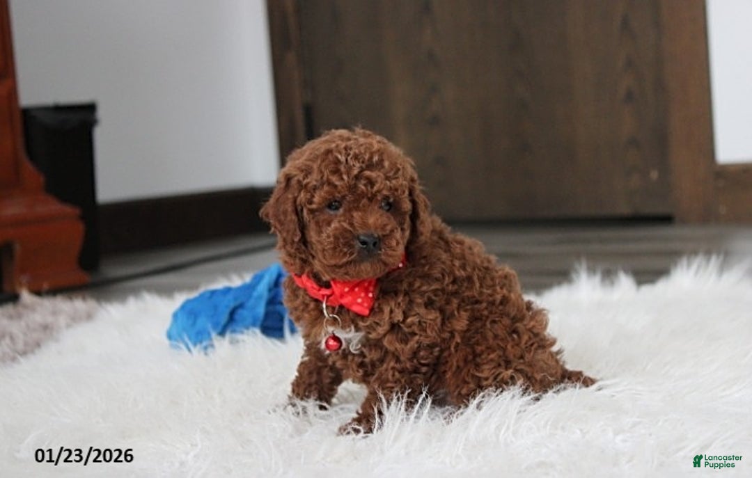 Toy Poodle dogs for sale: Abaro - Ad 3