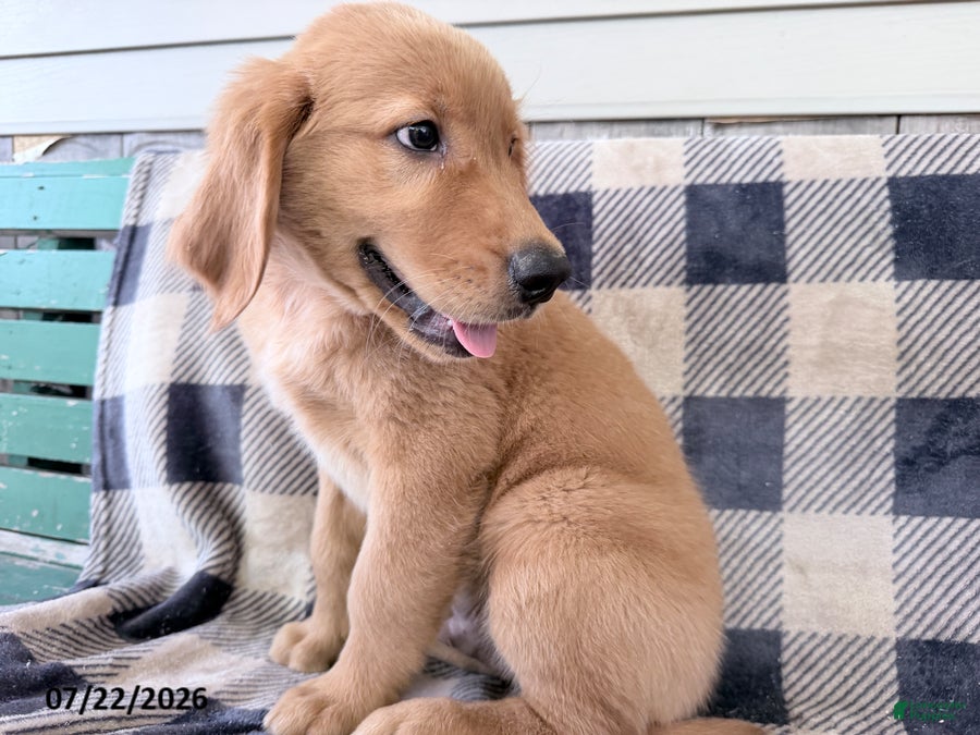 Golden Retriever dogs Doug - Ad 2