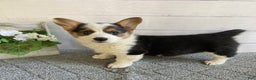 Welsh Corgi Pembroke dogs for sale: Penny - Ad 3