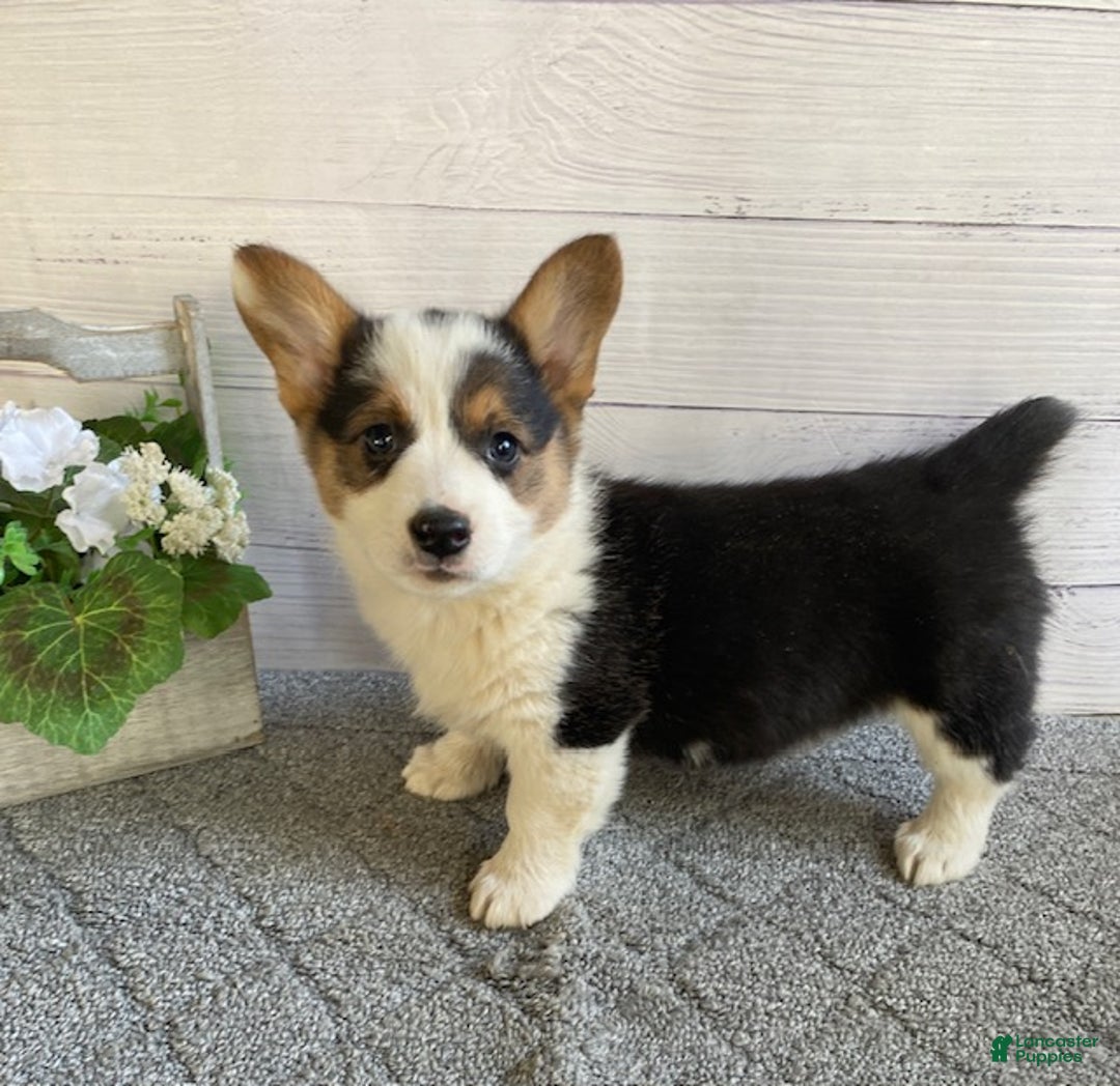 Welsh Corgi Pembroke dogs for sale: Penny - Ad 3
