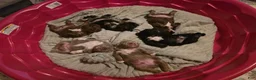 French Bulldog dogs for sale: French Bulldog 5 - Ad 13
