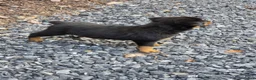Rottweiler dogs for sale: Fiona - Ad 2