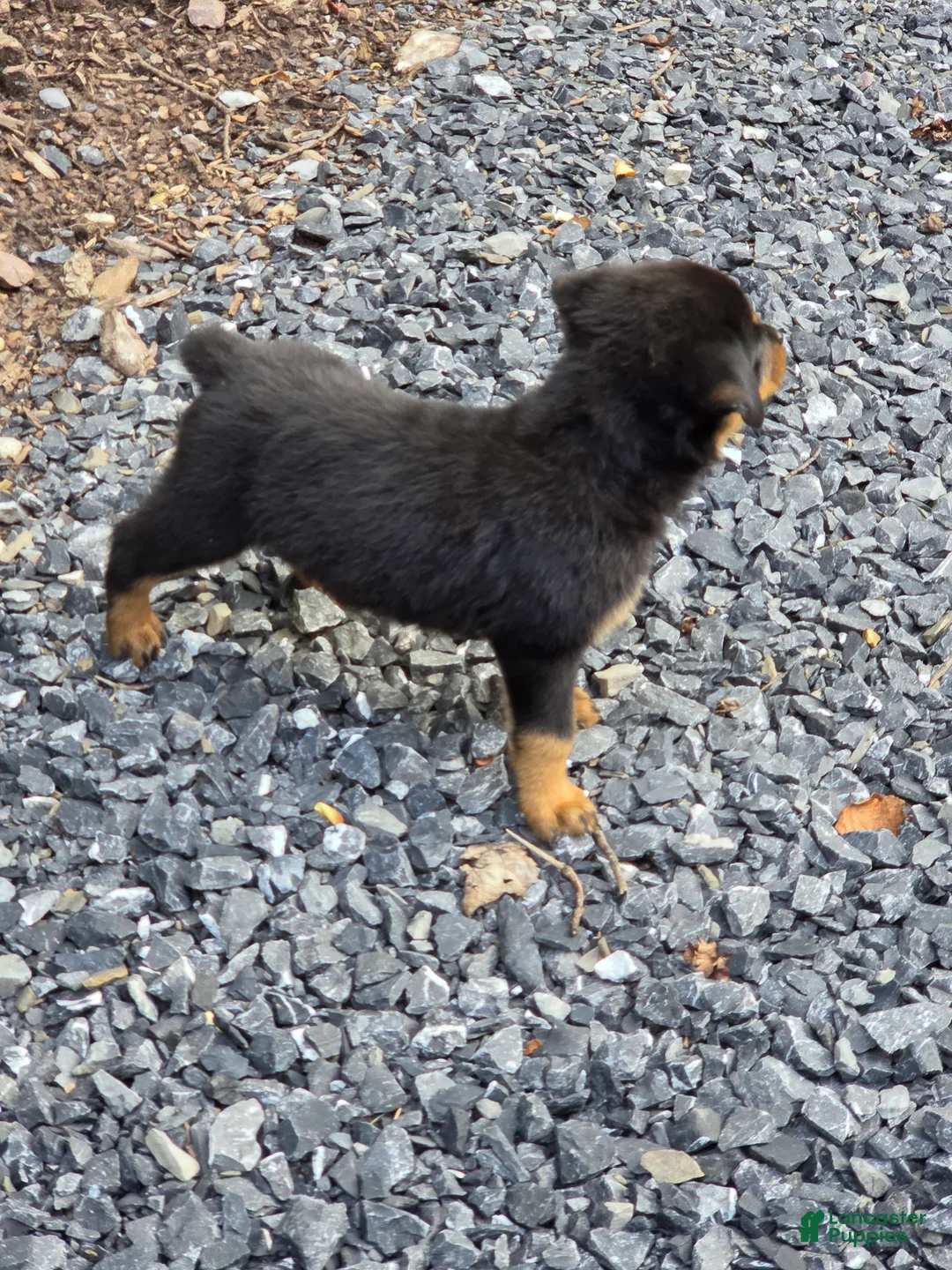Rottweiler dogs for sale: Fiona - Ad 2