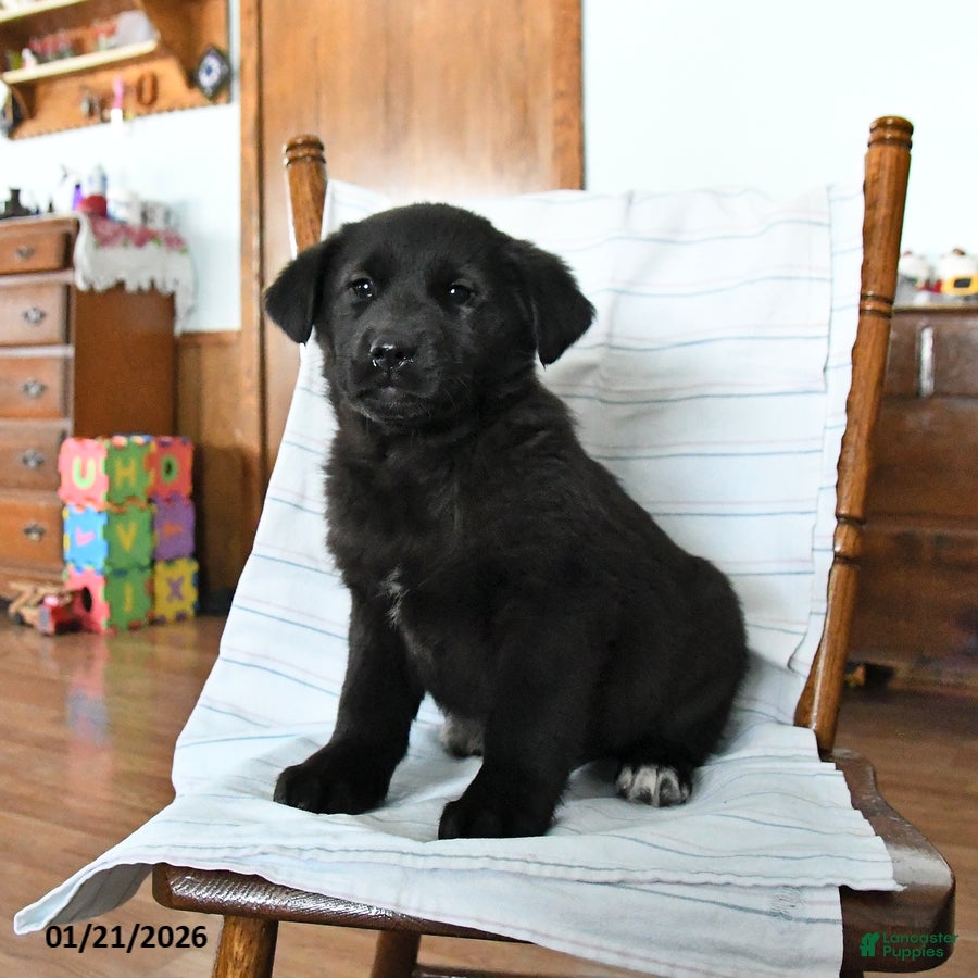 Mixed Breed dogs Rocky - Ad 2