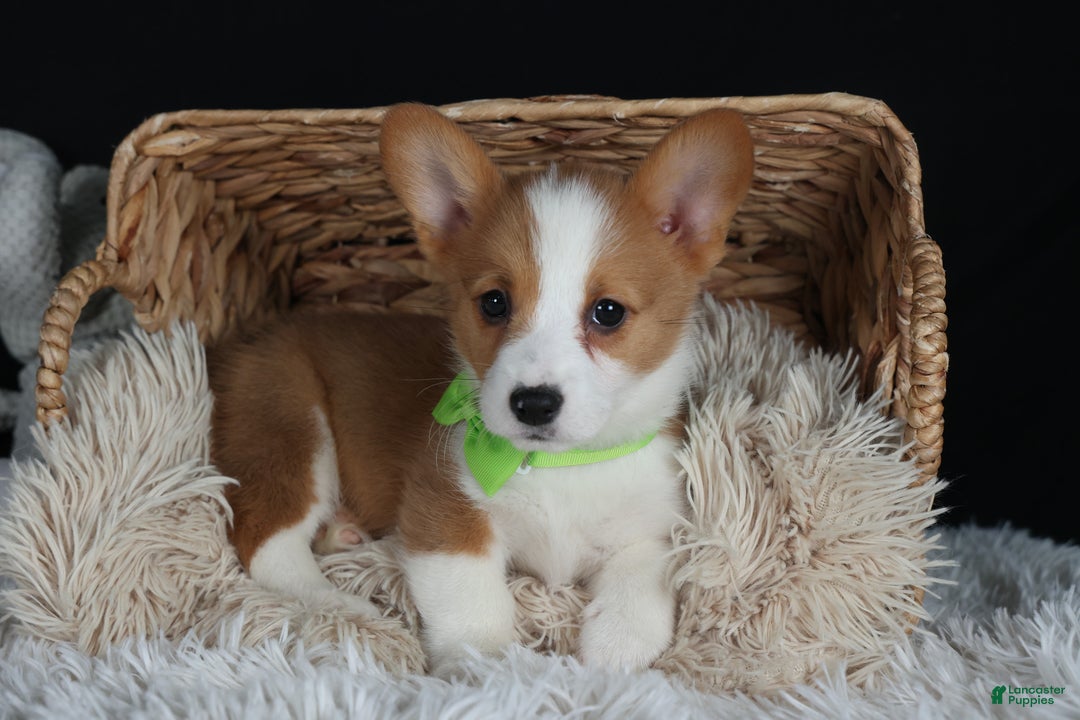 Welsh Corgi Pembroke dogs for sale: Hudson - Ad 24