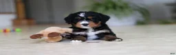 Mini Bernedoodle dogs for sale: Mia - Ad 1