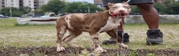 American Bully dogs for sale: Iris - Ad 18