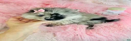 Pomeranian dogs for sale: Pomeranian Puppy 1 - Ad 1