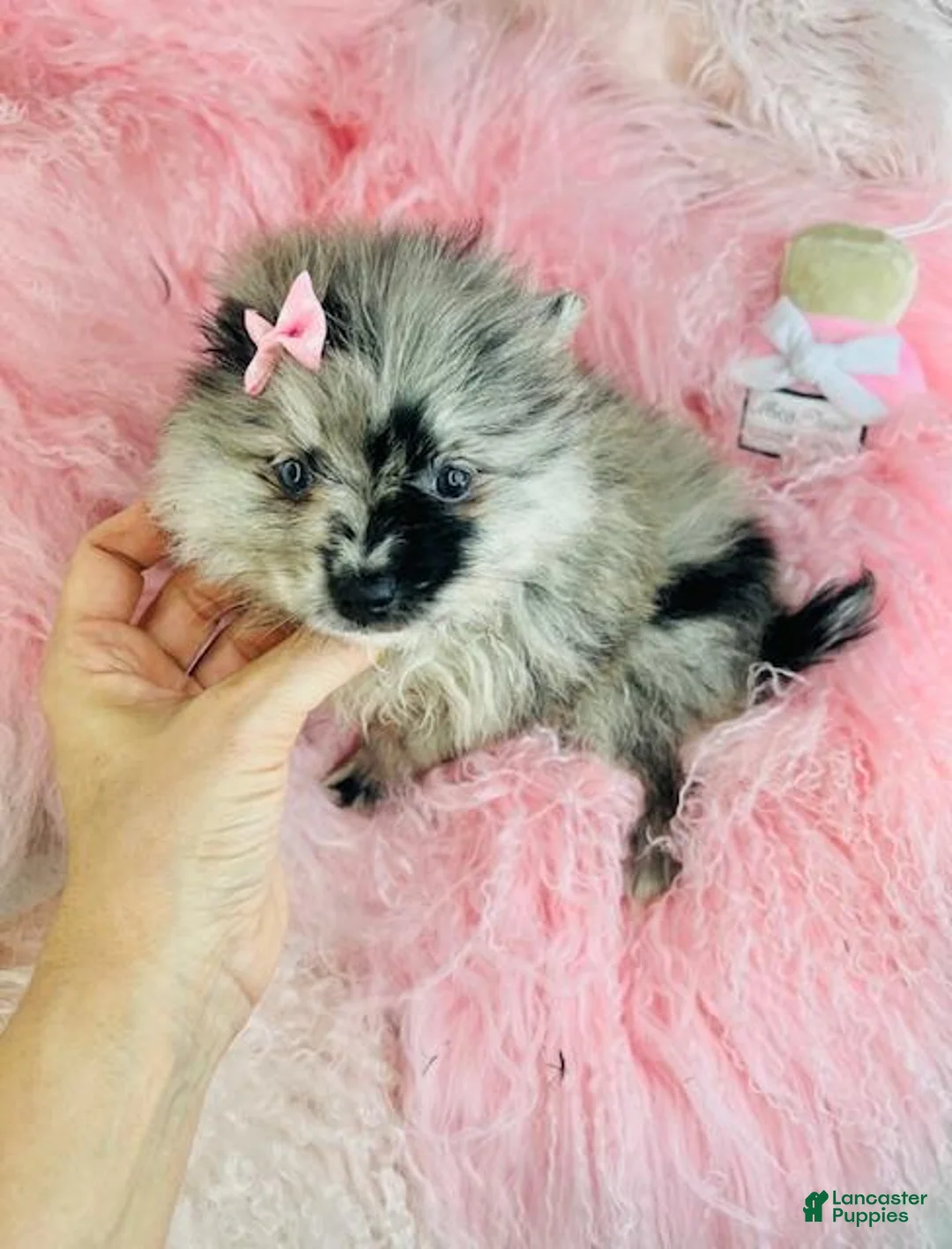 Pomeranian dogs for sale: Pomeranian Puppy 1 - Ad 1