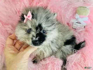 Pomeranian dogs Pomeranian Puppy 1 - Ad 7