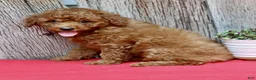 Miniature Poodle dogs for sale: Bentley - Ad 3