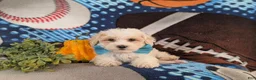 Maltipoo dogs for sale: Finn Hypoallergenic - Ad 5