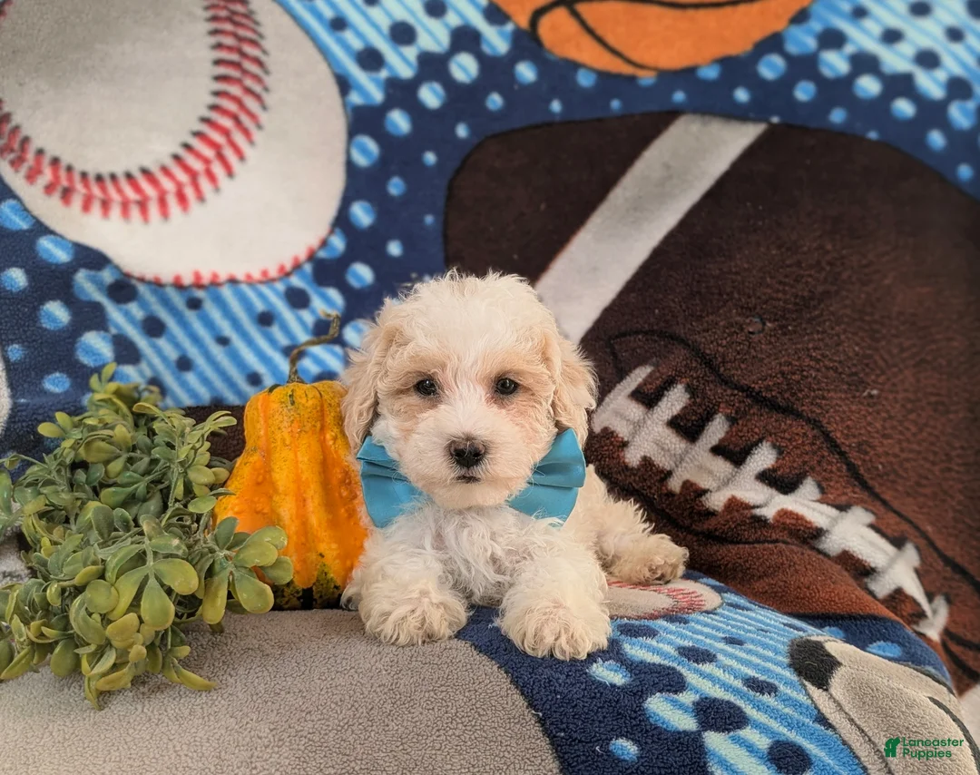 Maltipoo dogs for sale: Finn Hypoallergenic - Ad 5