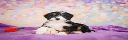 Mini Bernedoodle dogs for sale: Smokey - Ad 8