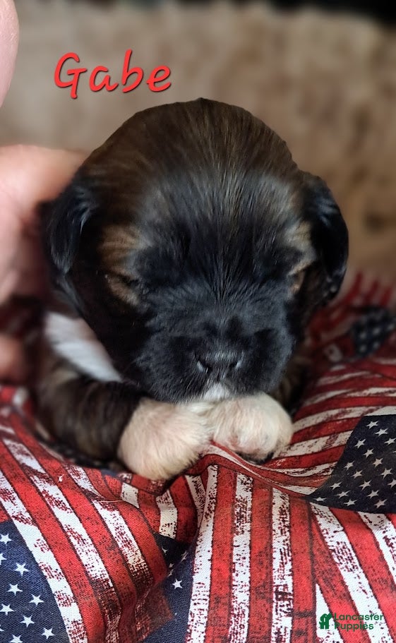 Lhasa Apso dogs Gabe - Ad 1