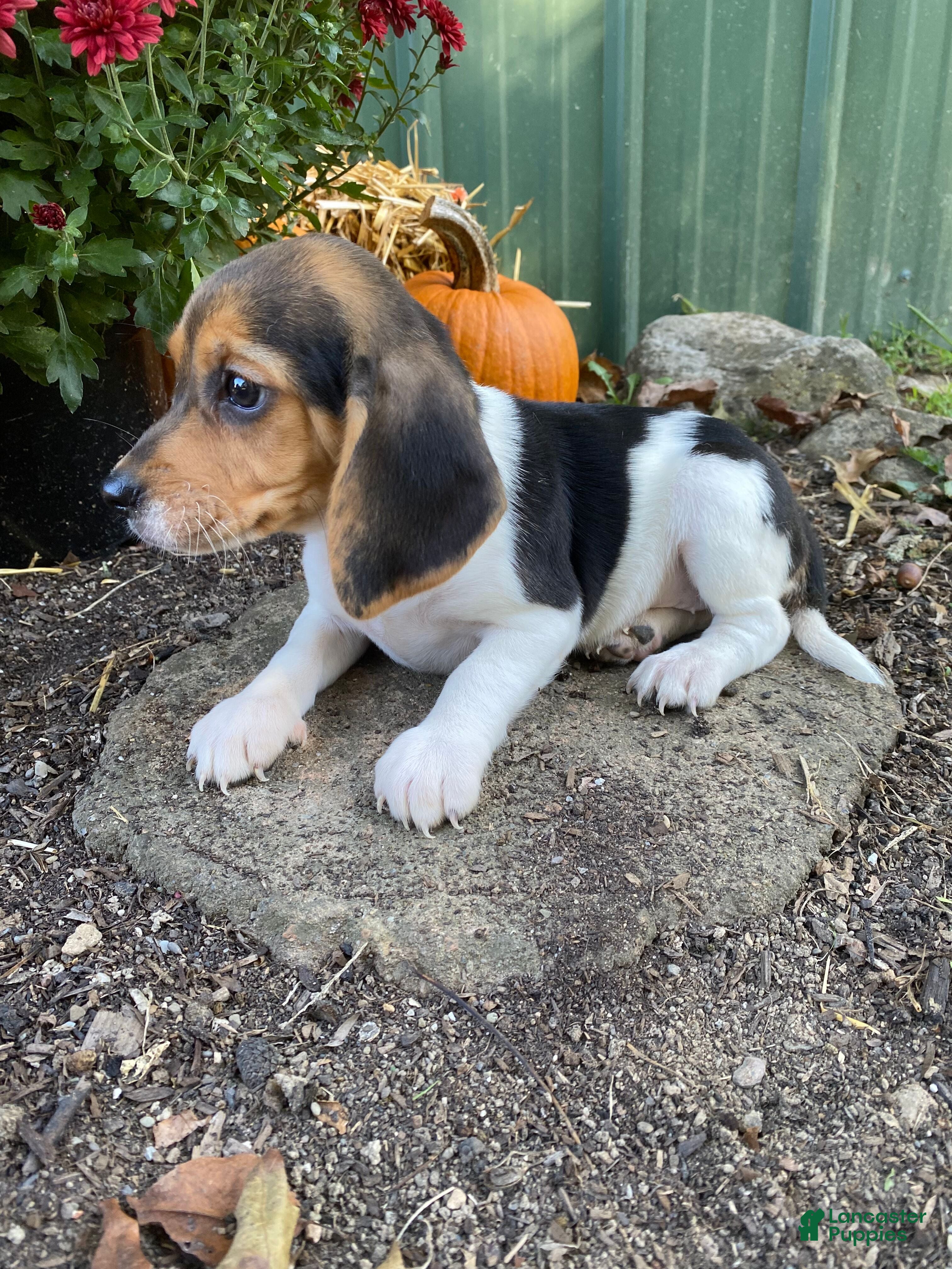 Beagle Puppies for sale under $500 Lancaster Puppies