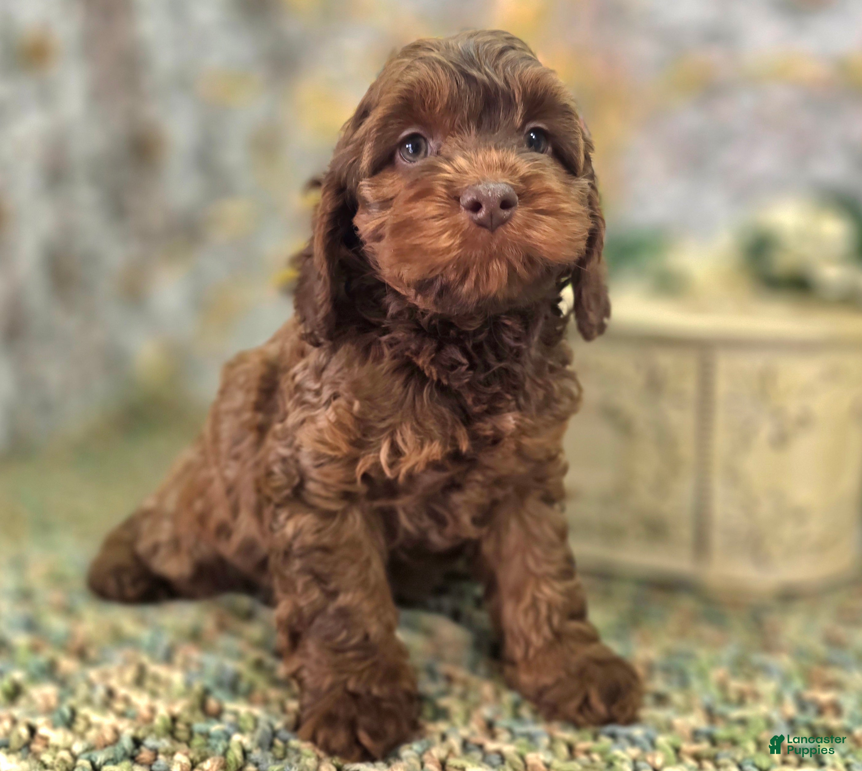 Cockapoo dogs Lyra - Ad 12