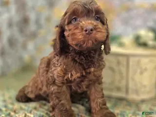 Cockapoo dogs Lyra - Ad 12
