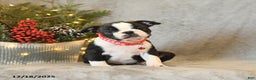 Boston Terrier dogs for sale: Stella - Ad 2