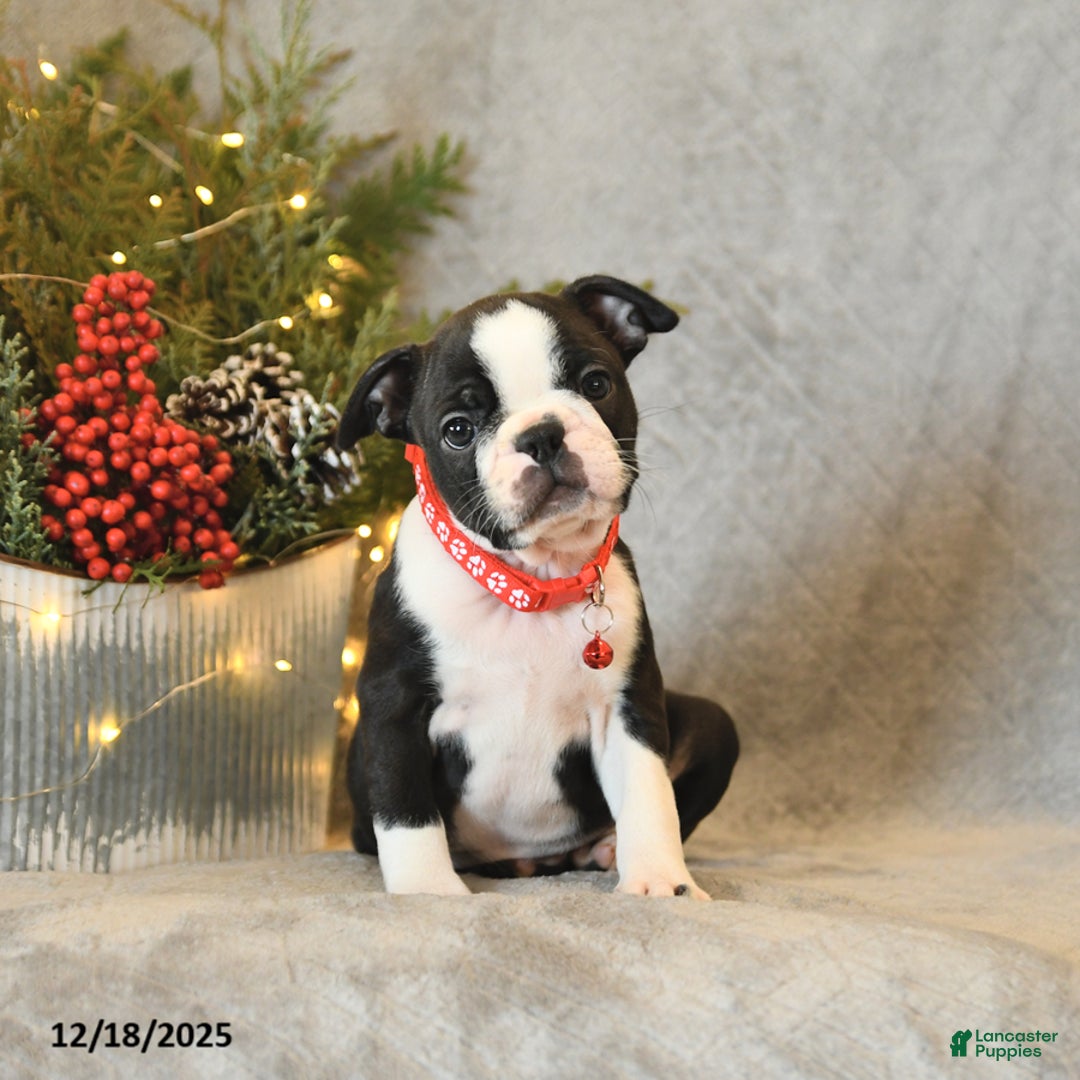Boston Terrier dogs for sale: Stella - Ad 2