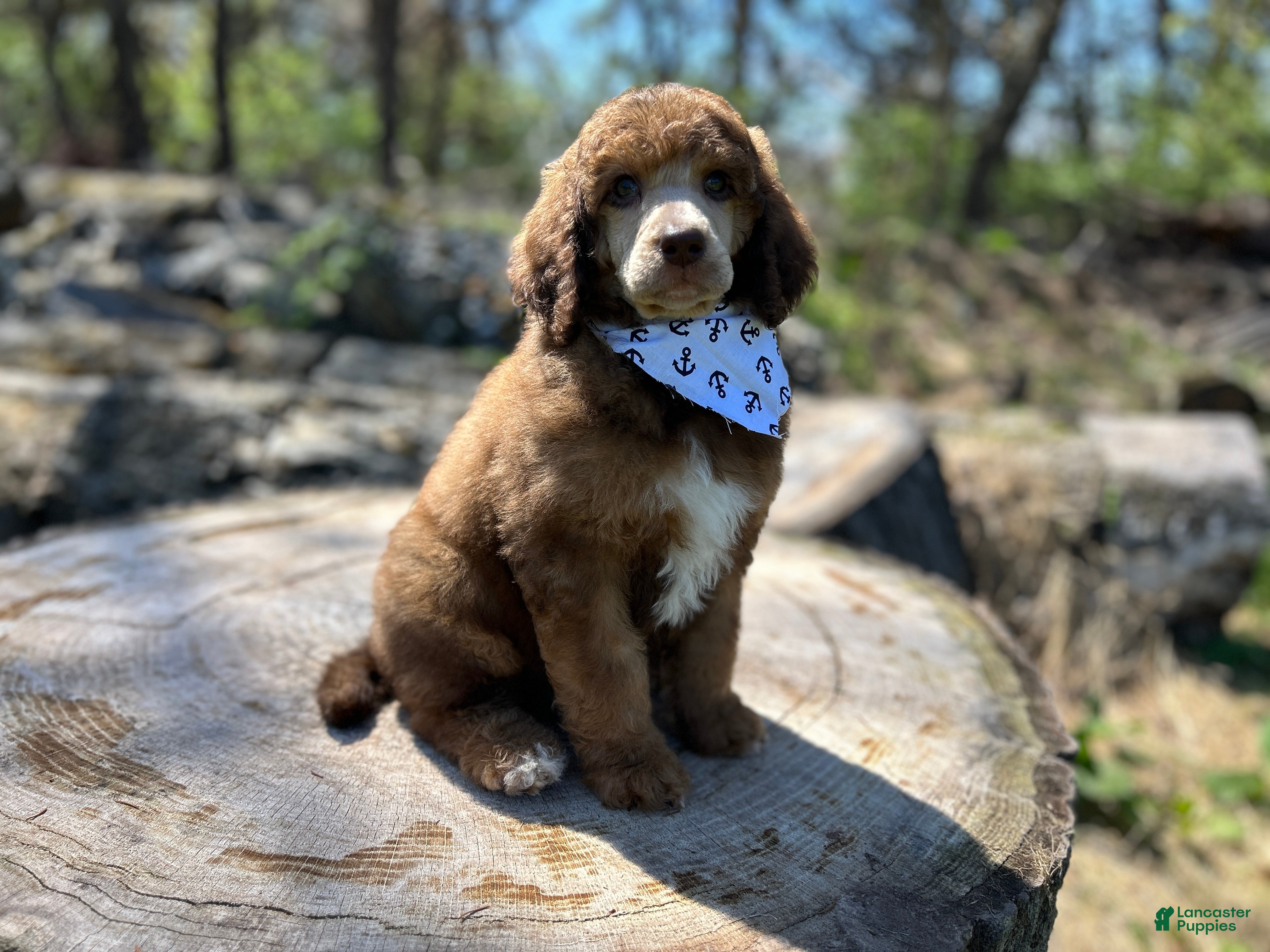 Standard Poodle dogs ⚓️Sailor-DNA Clear🐩 - Ad 2