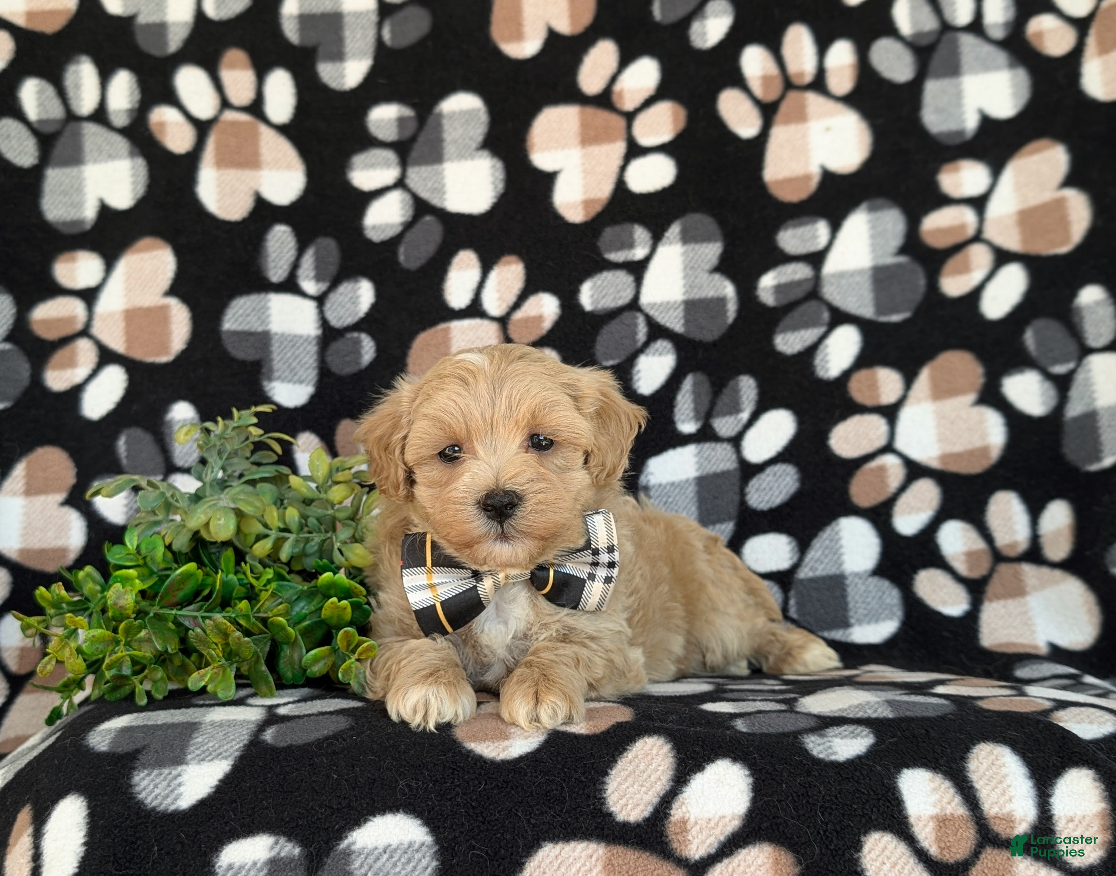 Maltipoo dogs for sale: Osborne - Ad 5
