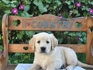 Golden Retriever dogs - Ad 24