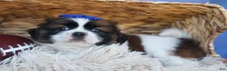 Shih Tzu dogs for sale: REX - Ad 4