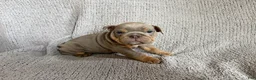 English Bulldog dogs for sale: Lila - Ad 2