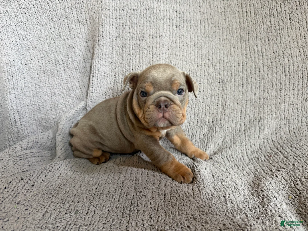 English Bulldog dogs for sale: Lila - Ad 2