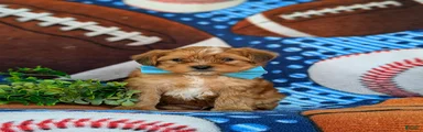 Lucas Hypoallergenic