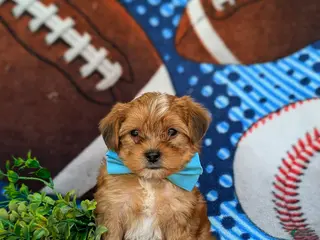 Shorkie dogs for sale: Lucas Hypoallergenic - Ad 1
