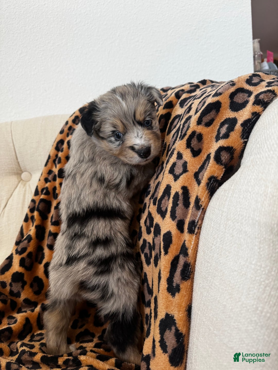 Australian Shepherd dogs for sale: Australian Shepherd Puppy 4 - Ad 4