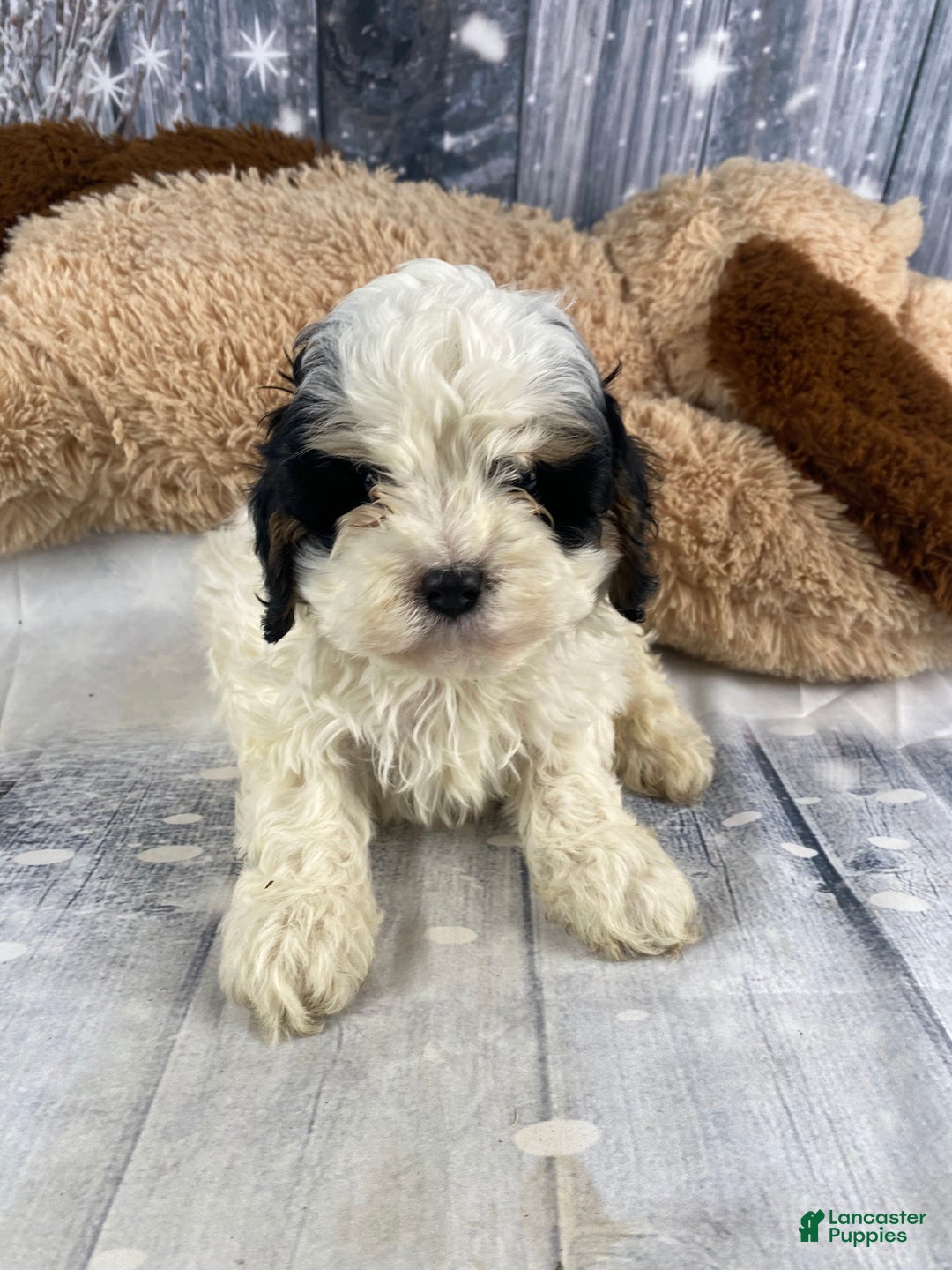 Cavapoo dogs for sale: Jovan - Ad 4