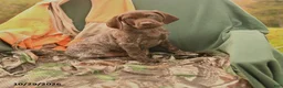 German Shorthaired Pointer dogs for sale: Smokey - Ad 1