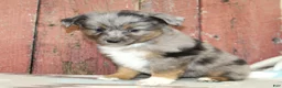 Miniature Australian Shepherd dogs for sale: Miniature Australian Shepherd 3 - Ad 2