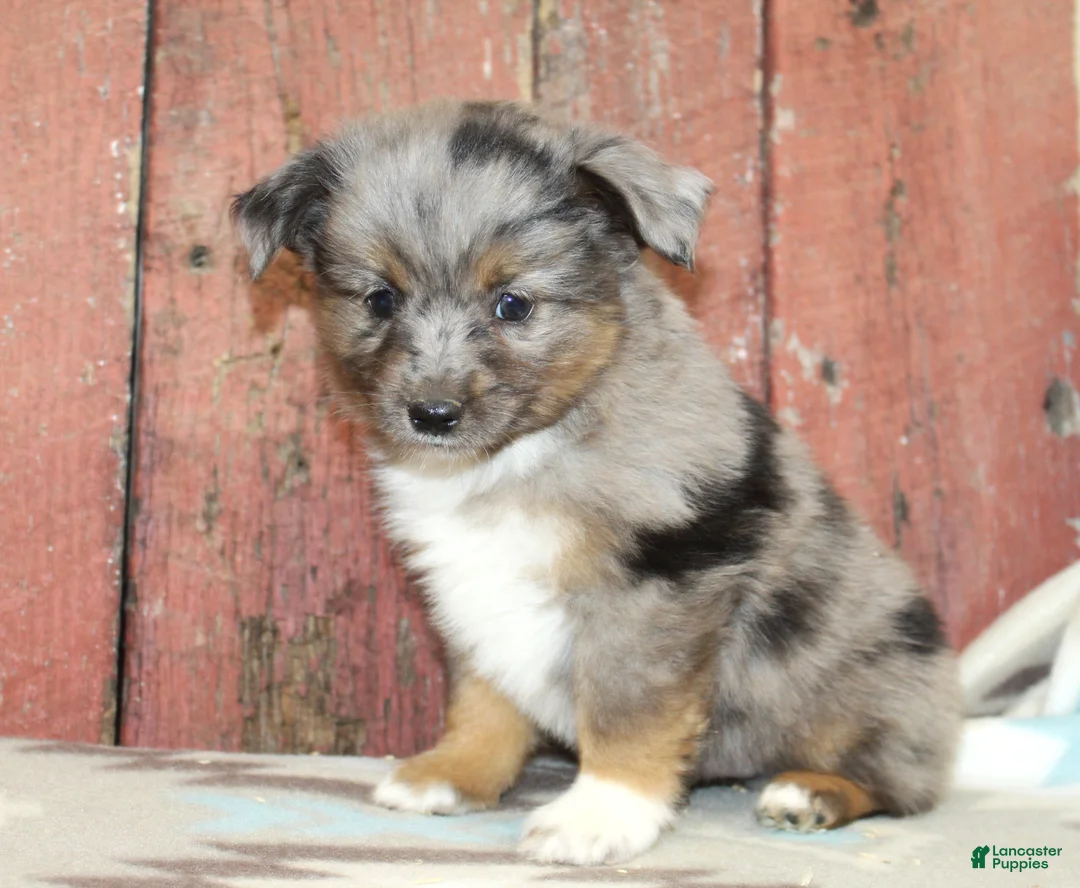 Miniature Australian Shepherd dogs for sale: Miniature Australian Shepherd 3 - Ad 2