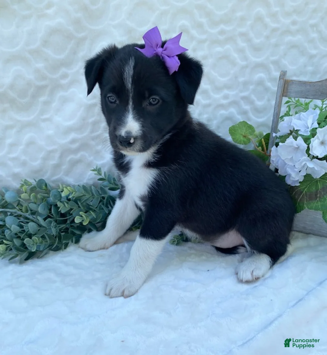 Border Collie dogs for sale: Posey - Ad 1