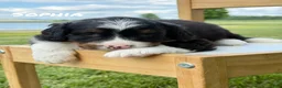 Mini Bernedoodle dogs for sale: Sophia - Tricolored Mini Bernedoodle - Ad 2