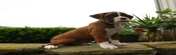 Boxer dogs for sale: Twister - Ad 3