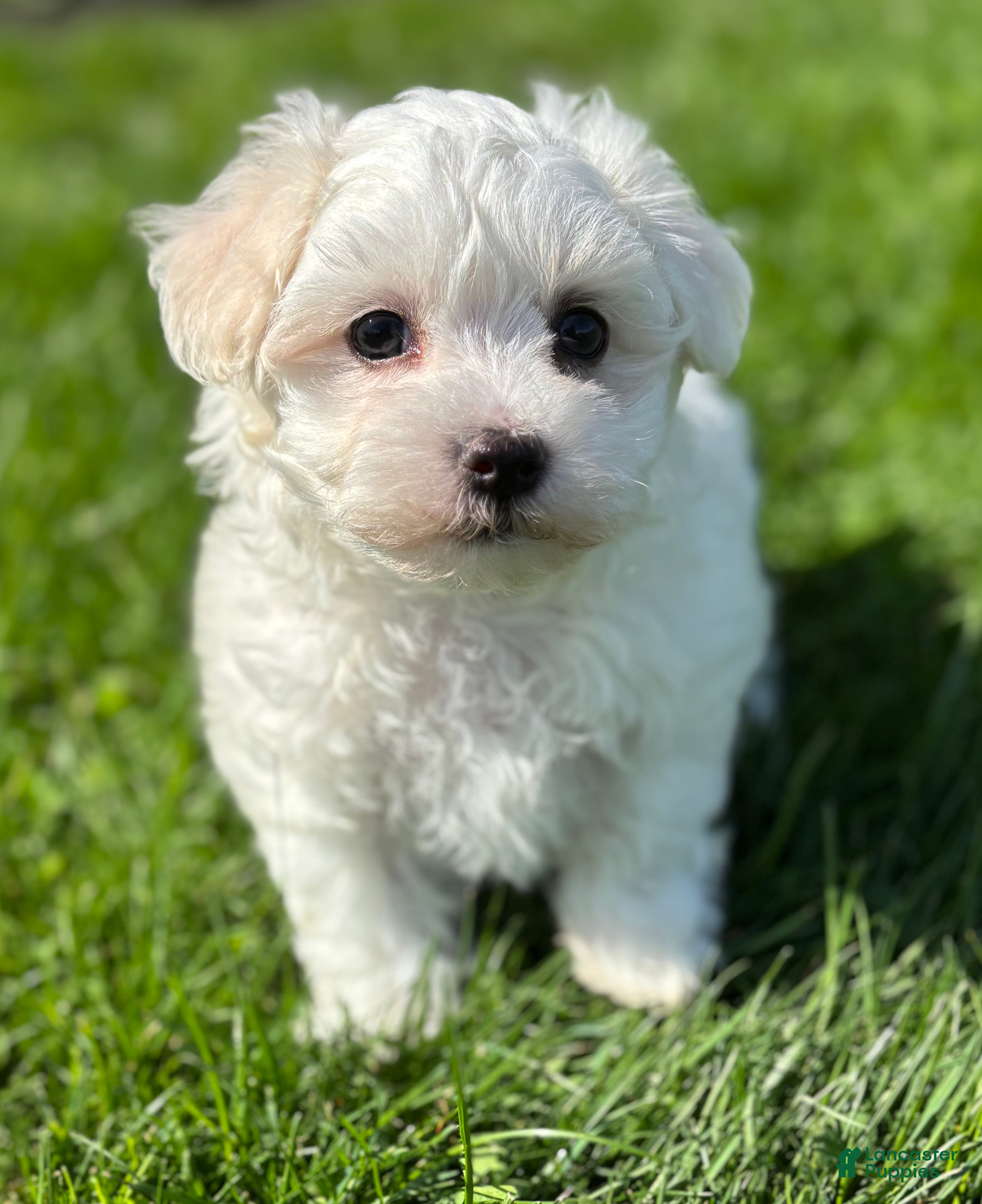 Morkie dogs Zaki - Ad 1