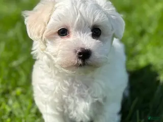 Morkie dogs for sale: Zaki - Ad 3