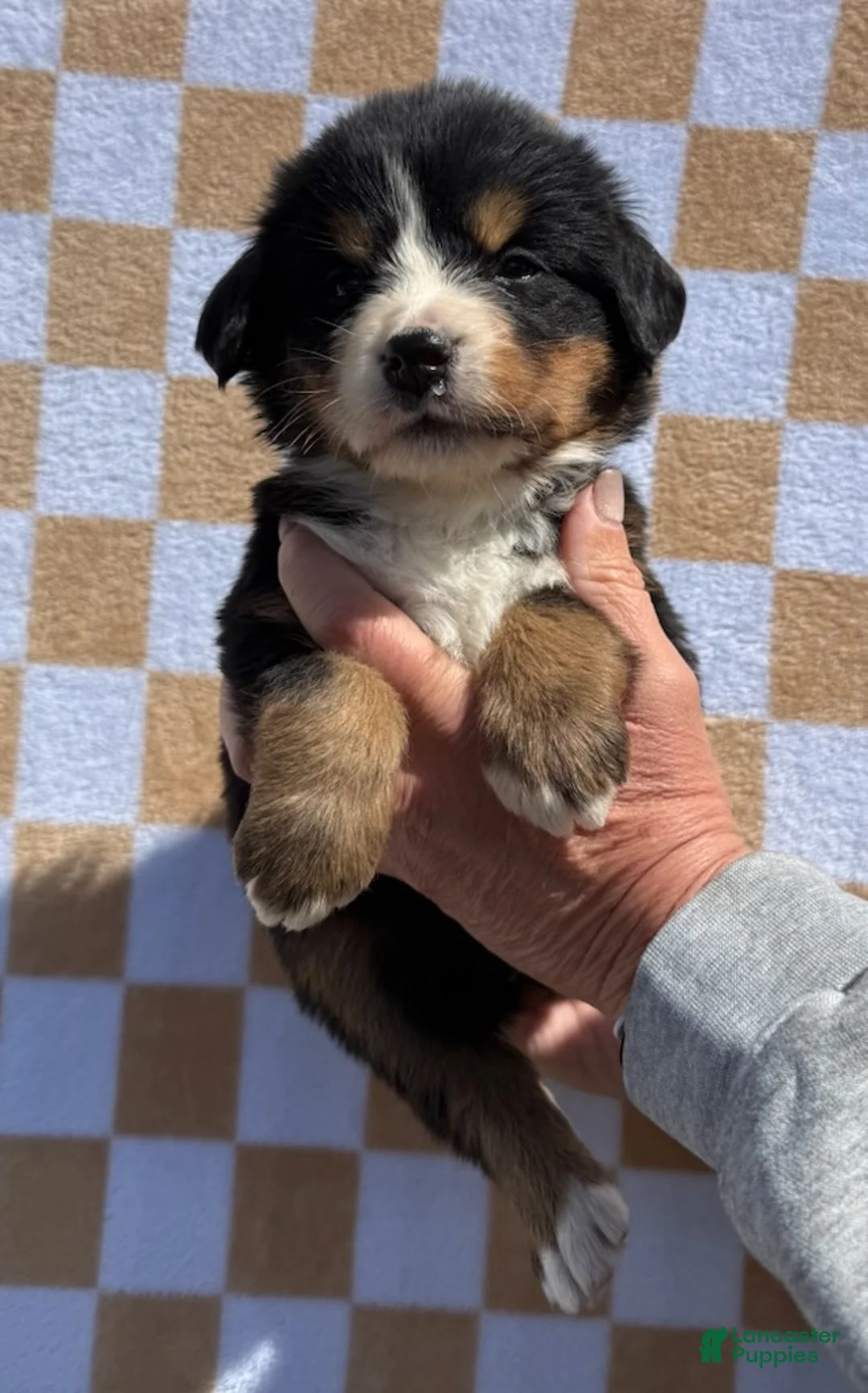 Bernese Mountain Dog dogs for sale: Wildflower - Ad 1